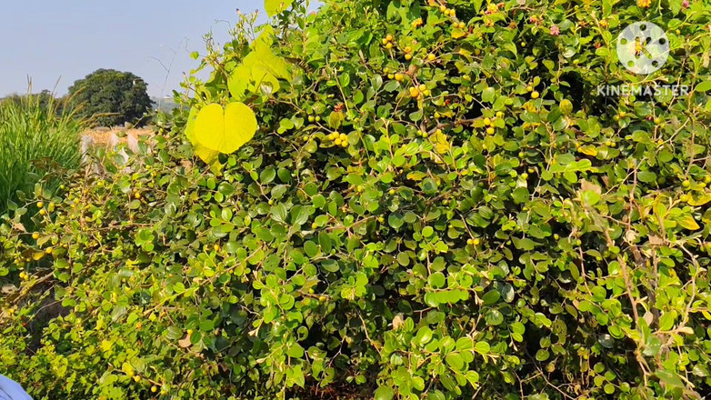 Premi pooja: India del pueblo
