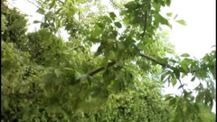 Cruel Media TV: Scopa il culo dell'amante dei creampie jenna jane