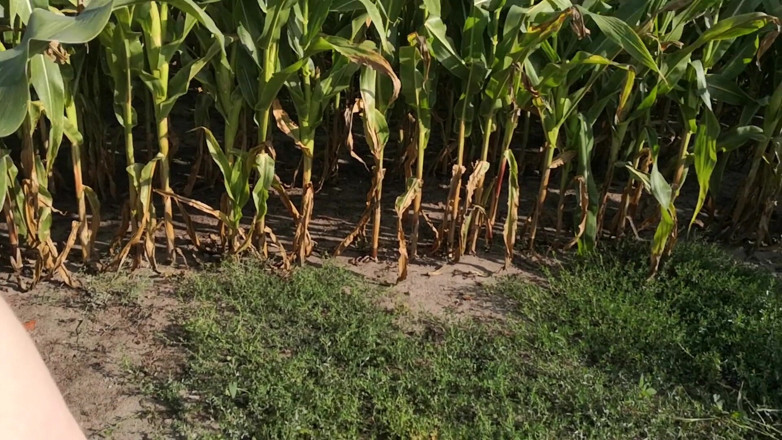 Bouncy Tits Action: Slap my tits in corn field