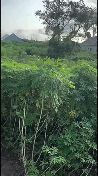 Çiftliğimde sik beni