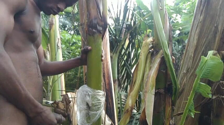 Bangcum8: Uomo tutto solo nella foresta e rendere l'albero di plantain è...