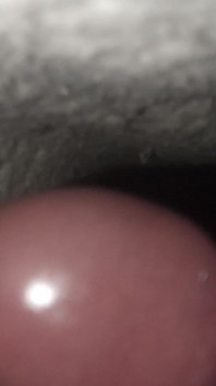 Meu pau peludo