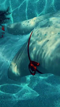 Join Me in the Pool, on My Mv Crush