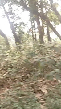 Forest Public Indian Boy and Handjob