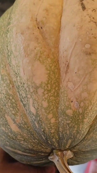 Hongerige Lul Onder Pompoenen Voor Halloween.
