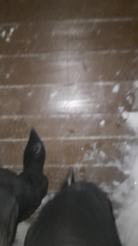 Pointy Boots in Snow