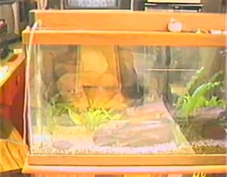 Homegrown Wives: gandi sunahre baalon vaali kee dildo ke saath vyast ho...