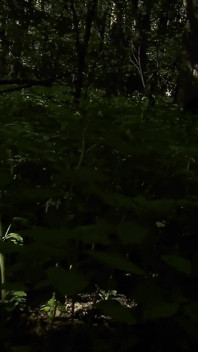 Mesmeriza_23_03_mov_cinema_clip_322_20240814144714515