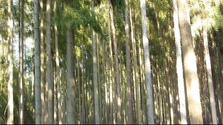 Watch4beauty: Bugil di hutan