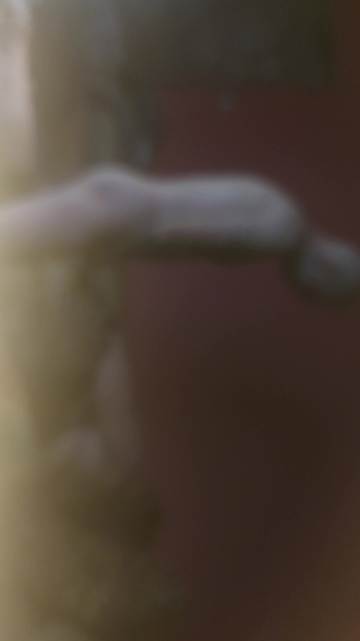 BbwCreampie69: Si jalang gemuk mahu dikongkek keras