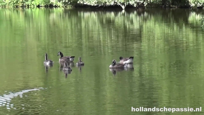 Hollandsche Passie: Outisde Picknick Ends in Hardcore Anal