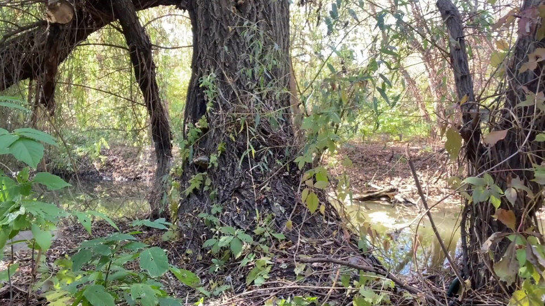 OurFetishLife: Ibu Tiri Milf Melengkung Dewasa Meraba Dirinya Di Alam