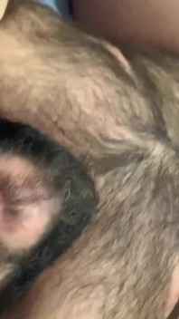 Behaarter und molliger bär schluckt sperma