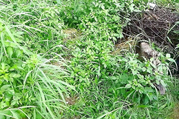 Gangbang straight: Pacar kafia kencing di rumput hijau