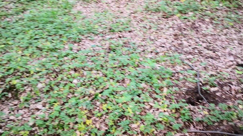 Bouncy Tits Action: Nettle play on ass outdoors