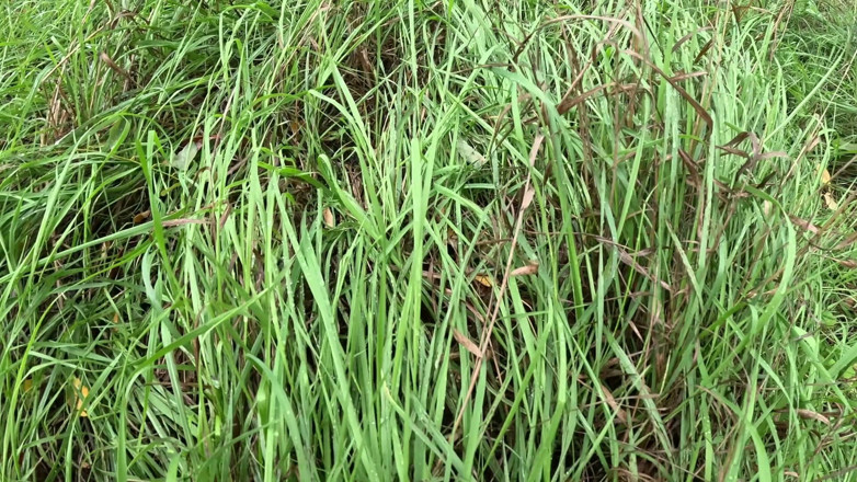 CumPearls: Outdoor Wet Masturbation