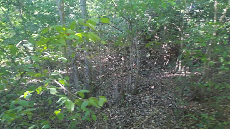 Abby Dickinson: I Sucked Big Dick in the Forest and Got Covered...
