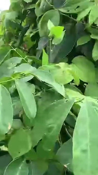 The Farmer's BBC Fucks and Pisses Outdoor Teen