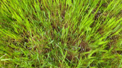 Bayer911: Koláč od dubu