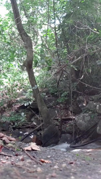 Privato nella foresta 1