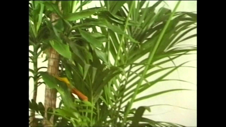 King Of Amateur: 穿着毛皮的荡妇在做爱前为她的男人自慰