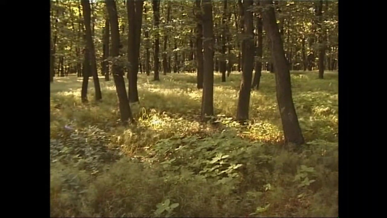 MUSCHI TV - our best full movie: 섹스 전쟁