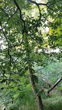 Linda garota se perde na floresta com um estranho