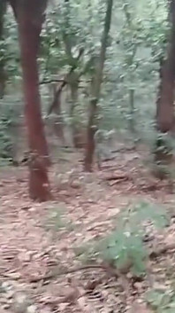 Seks dengan Pengawal Keselamatan Taman