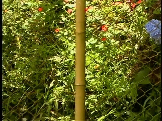 Hot TRANSformations: Transe kommt auf den großen dildo der mädchen, um ihr...