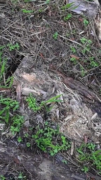 Video Hari Awam Penuh