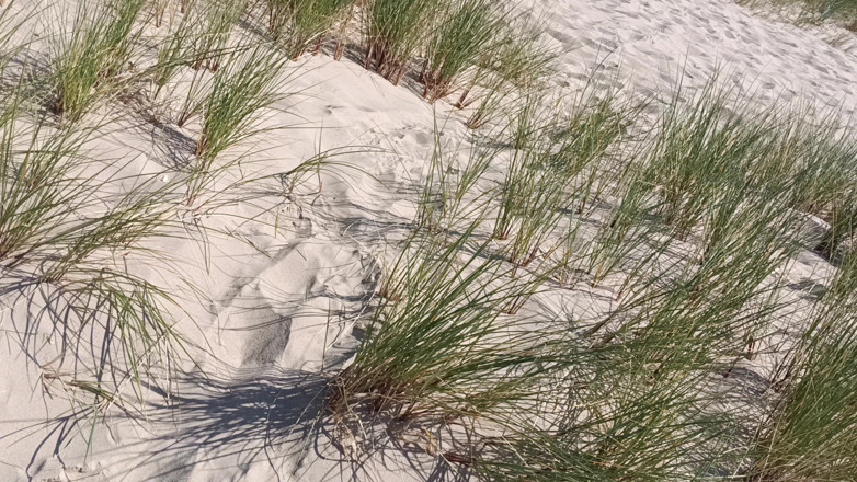 Rockardglans: Hot Dilf Nude Beach Big Cock Popisuje się na wydmach -...