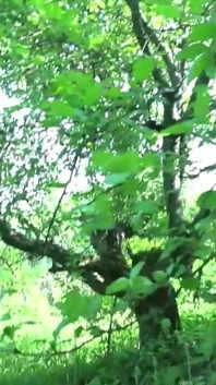 In der natur gefickt und fertig im mund einer saftigen stiefmutter, tabu!