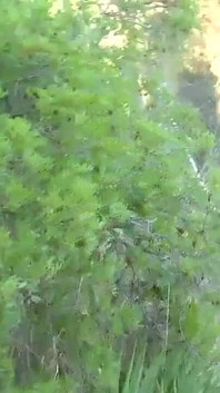 Büyük götlü latin üvey erkek kardeşini açık havada sikmeyi seviyor