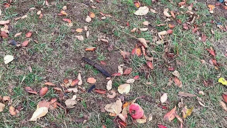 sweethanajapanese: 她撒尿多么精彩