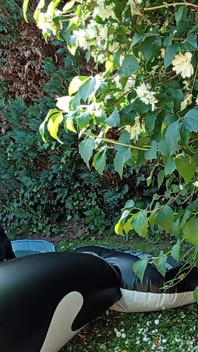 Outdoor with My Dolphin