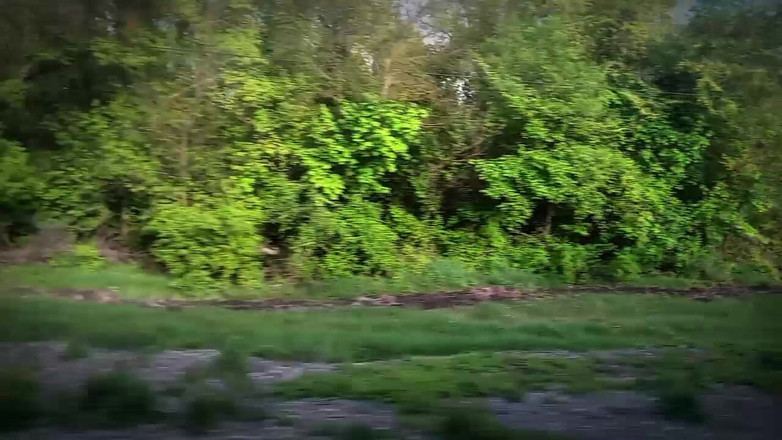 Fish Cam: Kembar Mengambil Kereta Api Dari Bandar Ke Hutan Untuk Melancap...