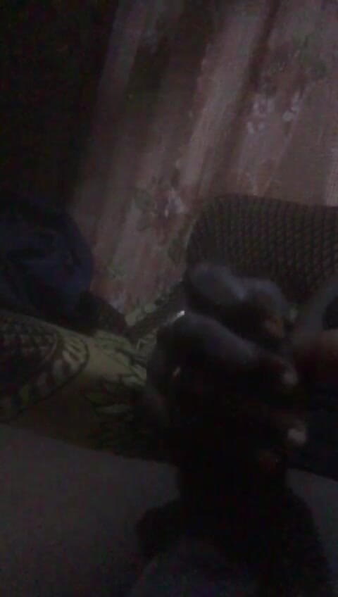 yobo1nene: Amadu
