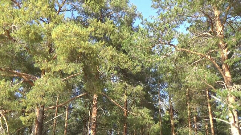 RedRoseRus: Síťové tělové punčochy