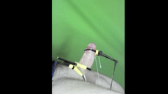 Bestmaleorgasm: Erupção triphase