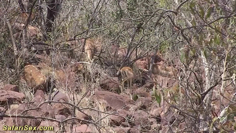Safari sex: Africká žena v domácnosti drsně ošukaná sexuálním turistou