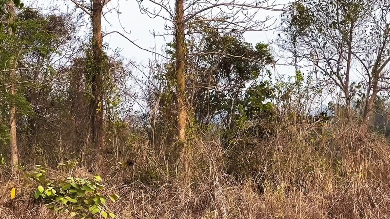Louswee: Alone in the Open: a Wild Taste of Freedom