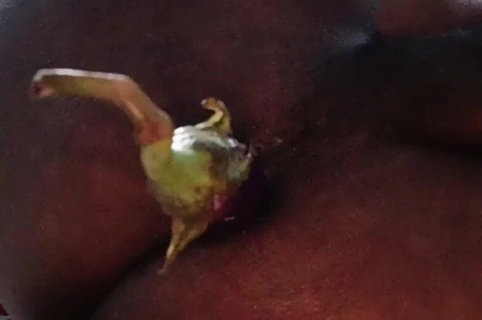 Renata Himalaya: 내 후장 따먹히는 가지로 자위해