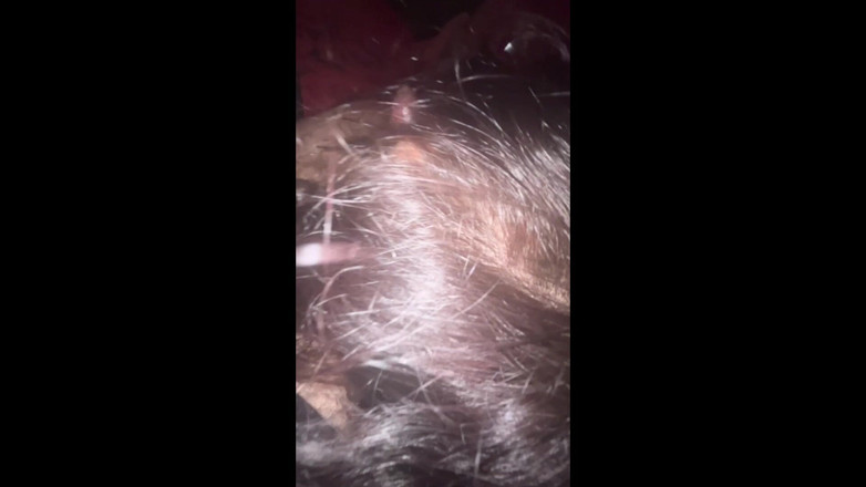 NOORPREET: Desi India Yang Baru Menikah Istri Seksi Chudai Dengan Suami