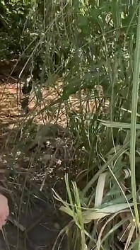 jangal men apne sahpaathi ko tab tak chodna jab tak main uski choot men viry nahin daalta