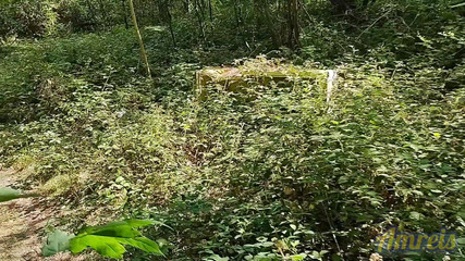 Amreis: I Found a Place to Cum Outdoors in the Forest