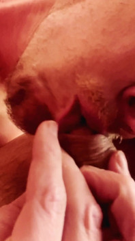 Ordeño Precum "d