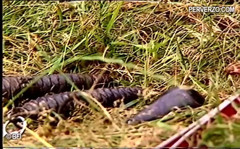 Hardcore slave sex: Outdoor vintage BDSM group scene