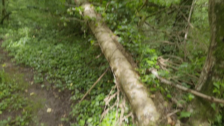 Wendy Burde: I Fuck a French MILF in the Forest While People...