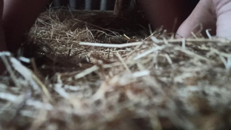 DirtyLubov: Hay Fuck Dengan Seks Oral