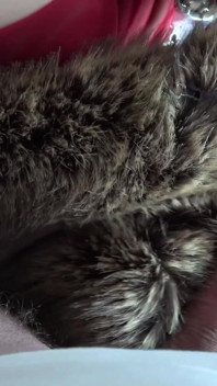 Fur Tease & Red Lips the Art of Glossy Seamed Seduction #921